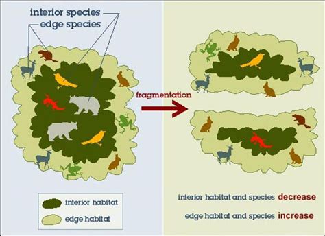 What is habitat fragmentation? And what can we do about it?