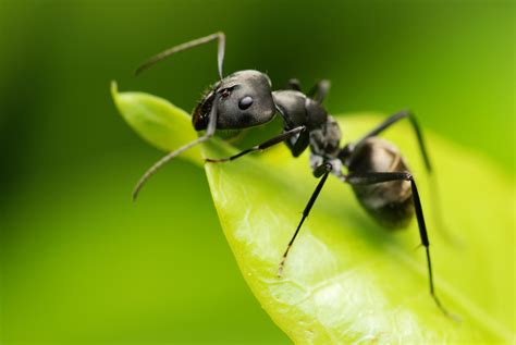 Spring Ant-ics; Early Black Garden Ant Activity