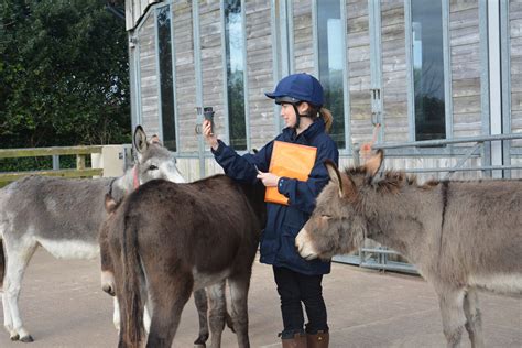 Research findings | The Donkey Sanctuary