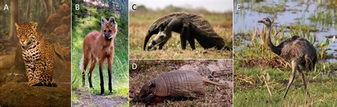 The Cerrado biome – Encyclopedia of the Environment