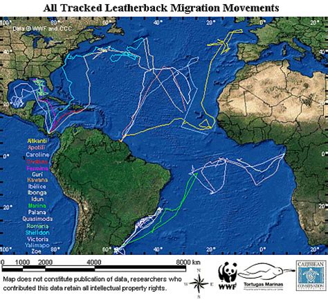 WWF - Where are the leatherback turtles?