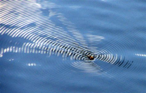 File:Ripples waves bee.jpg