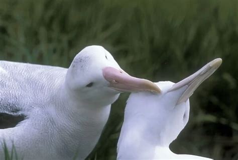 Wandering Albatross Breeding pair allopreening Our beautiful Wall Art and Photo Gifts include ...