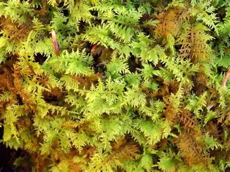 Common Fern Moss is great for wet areas and planted along or near rocks ...