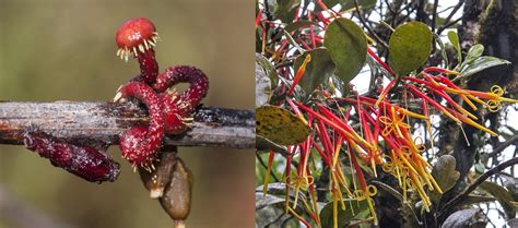 Mistletoe: a festive & freaky parasite | Botanic Gardens of Sydney