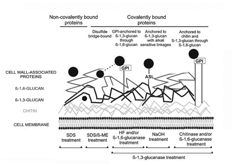 The simplified overview of the composition of fungal cell wall, with ...