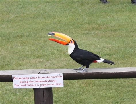 Toco Toucan feeding | Edward Baker | Flickr