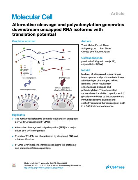 (PDF) Alternative cleavage and polyadenylation generates downstream uncapped RNA isoforms with ...