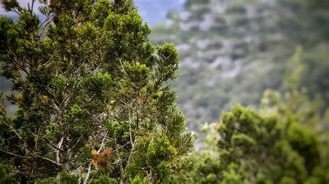 How to Grow Cedar Trees - Gardening Channel