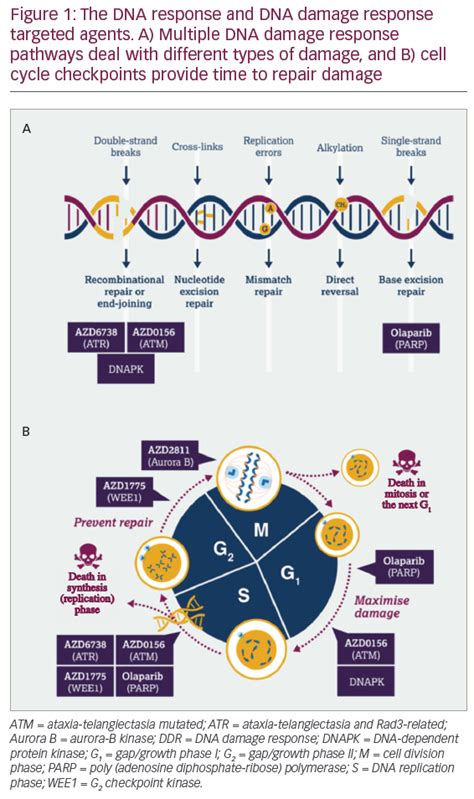 DNA Damage Response – An Emerging Target for Groundbreaking Cancer Therapies | touchONCOLOGY