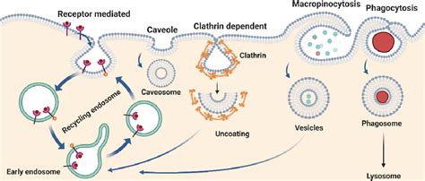 IJMS | Free Full-Text | Insights of Endocytosis Signaling in Health and Disease