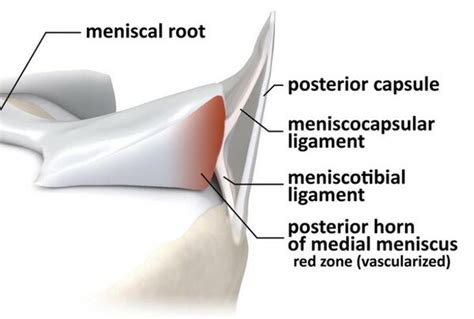 Coronary Ligaments of the Knee - Physiopedia