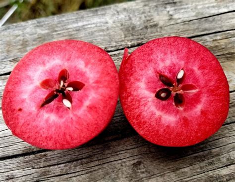 RARE Almata Apple Tree pre order post New year redfleshed red flesh sweet | eBay