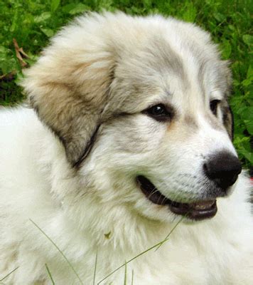 Great Pyrenees Puppies For Sale