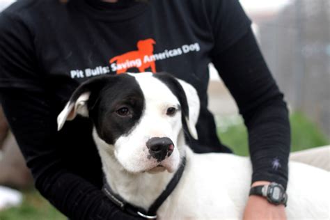 5 Amazing Pit Bull Rescue Groups Fighting for Change | One Green Planet