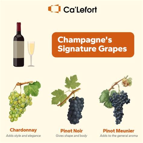 A FULL GUIDE TO THE TYPES OF CHAMPAGNE | by Drinks | Sep, 2023 | Medium