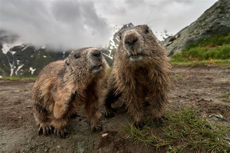 The Alpine Marmot - A Story of Survival