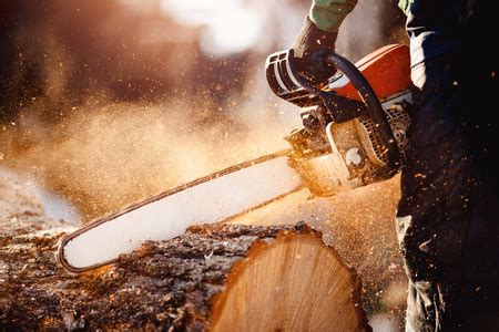 Chainsaw. Chainsaw in move cutting wood. Man cutting wood with saw ...