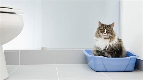 Blood In Cat's Urine: What It Means And How To Treat It - CatTime