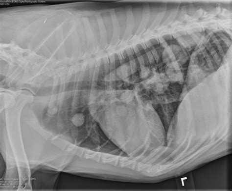 Which chest radiographs should you take: DV or VD? | VetGirl Veterinary CE Blog - VETgirl