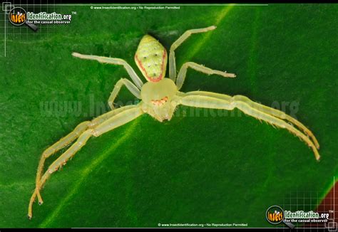 Green Crab Spider