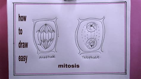 how to draw mitosis/anaphase drawing - YouTube