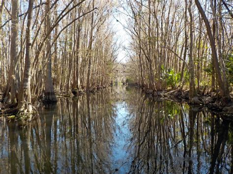 Florida Waterways "The Ocklawaha River" | Coastal Angler & The Angler Magazine