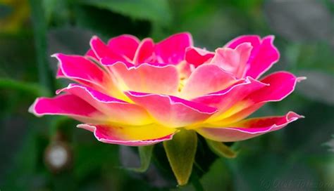 Firey Rose | Beautiful rose with gorgeous coloration | Atul T | Flickr