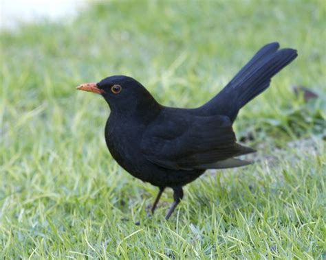 Common blackbird - male | Common blackbird male Turdus merul… | Flickr