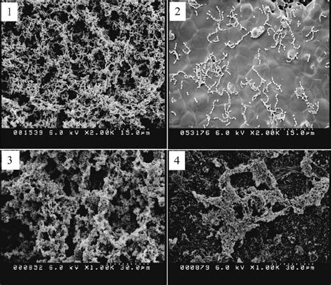 SEM analysis of biofilms by S. mutans strains. Biofilms of S. mutans ...