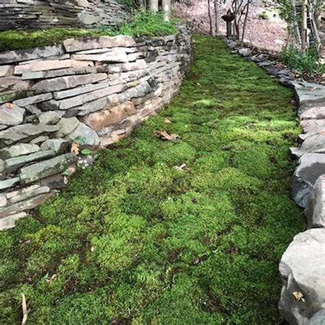 Moss - Projects – Moss Acres