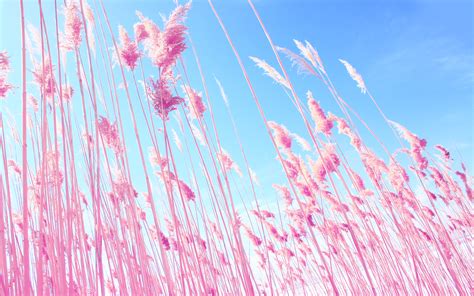 Pink Grass On Fields Wallpaper,HD Nature Wallpapers,4k Wallpapers,Images,Backgrounds,Photos and ...