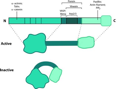 What is vinculin? - Mechanobiology Institute, National University of ...