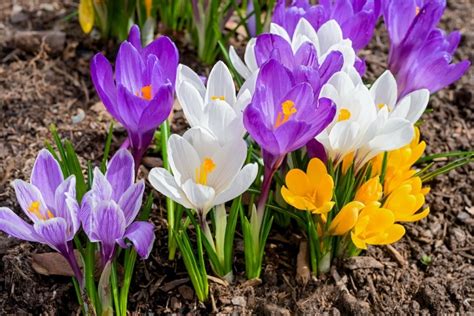 9 Popular Easter Flowers And Their Meanings - Farmers' Almanac - Plan ...