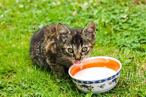 Are Cats Allowed to Drink Milk? | Hastings Veterinary Hospital