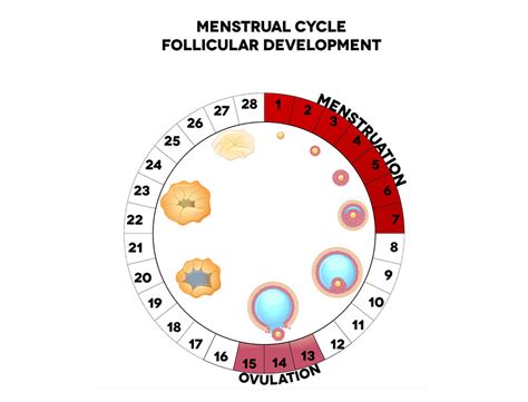 Female Reproductive System Cycle