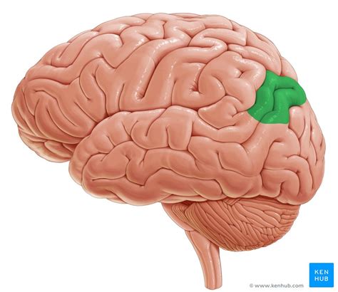 Angular gyrus: Anatomy, location and clinical points | Kenhub