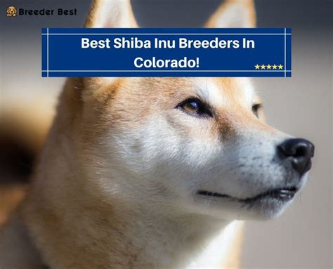 5 Best Shiba Inu Breeders In Colorado! (2023) - Breeder Best