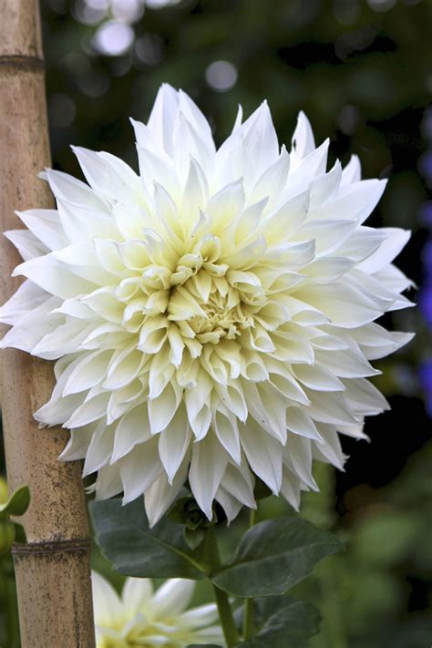 white-dahlia