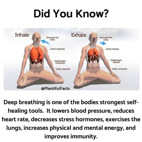 Health🥝| Fitness💪| Tips💥 on Instagram: “To experience the health benefits of deep breathing, it ...