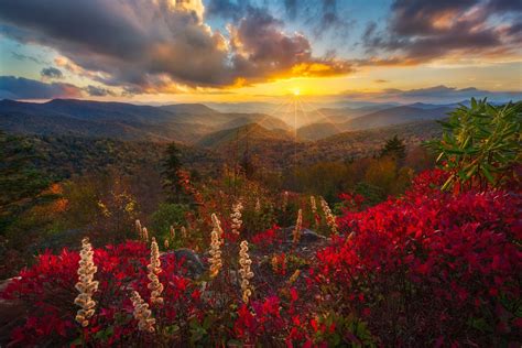 Download Sunset Flower Forest Mountain Nature Landscape HD Wallpaper