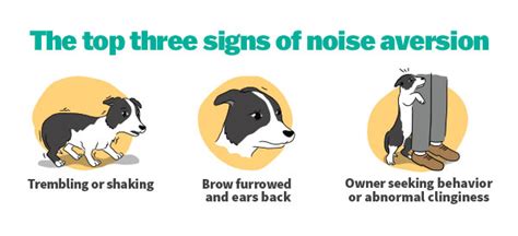 Sileo for Noise Phobia – Covington Veterinary Clinic