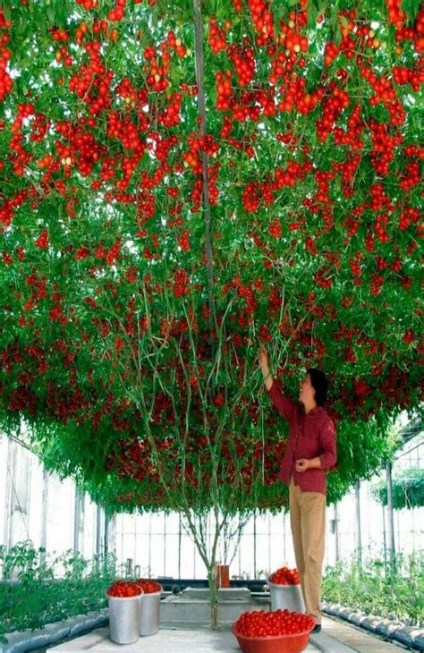 GIANT TOMATO TREE PLANT SEEDS FOR SALE HERE ONLINE OZ $8 +P/P - Sunblest Products