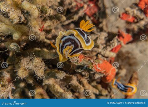 Sea slug in the Red Sea stock image. Image of slug, hypselodoris ...