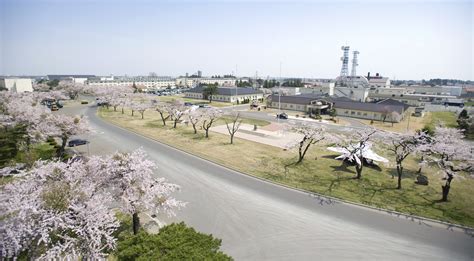 Cherry blossoms in bloom around Misawa > Misawa Air Base > Article Display