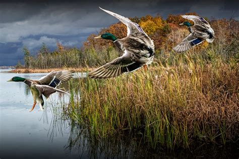 Mallard Ducks Drake Ducks Flying Ducks Duck Hunting | Etsy