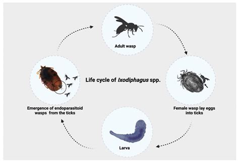 Dermacentor Variabilis Life Cycle