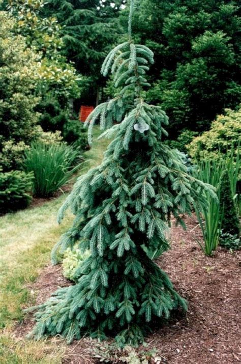 Front Yard Garden With Dwarf Pine Trees 13 | Evergreen landscape, Evergreen landscape front yard ...