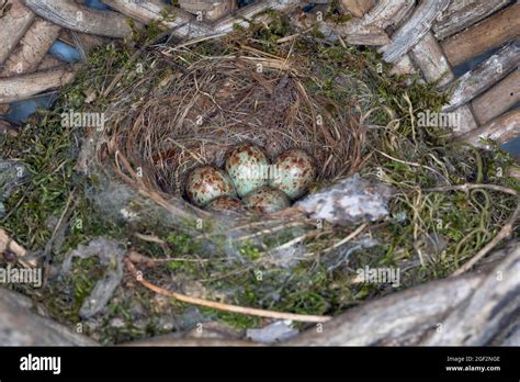 spotted flycatcher (Muscicapa striata), eggs in a nest in an old basket by the house , Germany ...