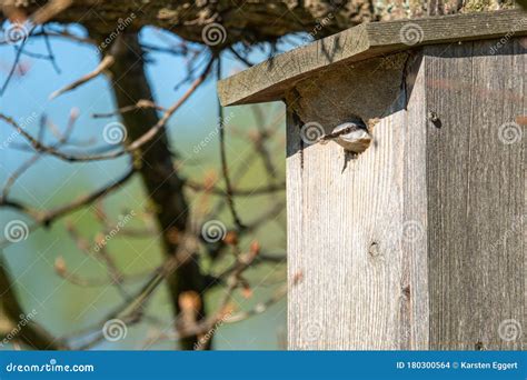 A Nuthatch Supplies Its Young with Insects in a Bird House Stock Photo - Image of fauna, natural ...